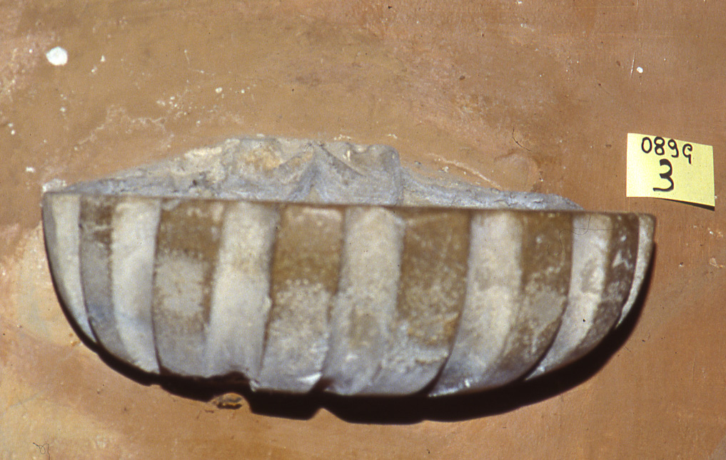 acquasantiera, coppia - bottega marchigiana (sec. XVIII)