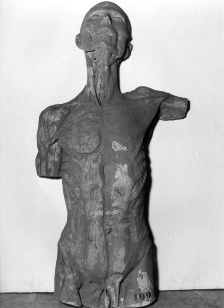 TORSO ANATOMICO (statua) - ambito italiano (prima metà sec. XX)