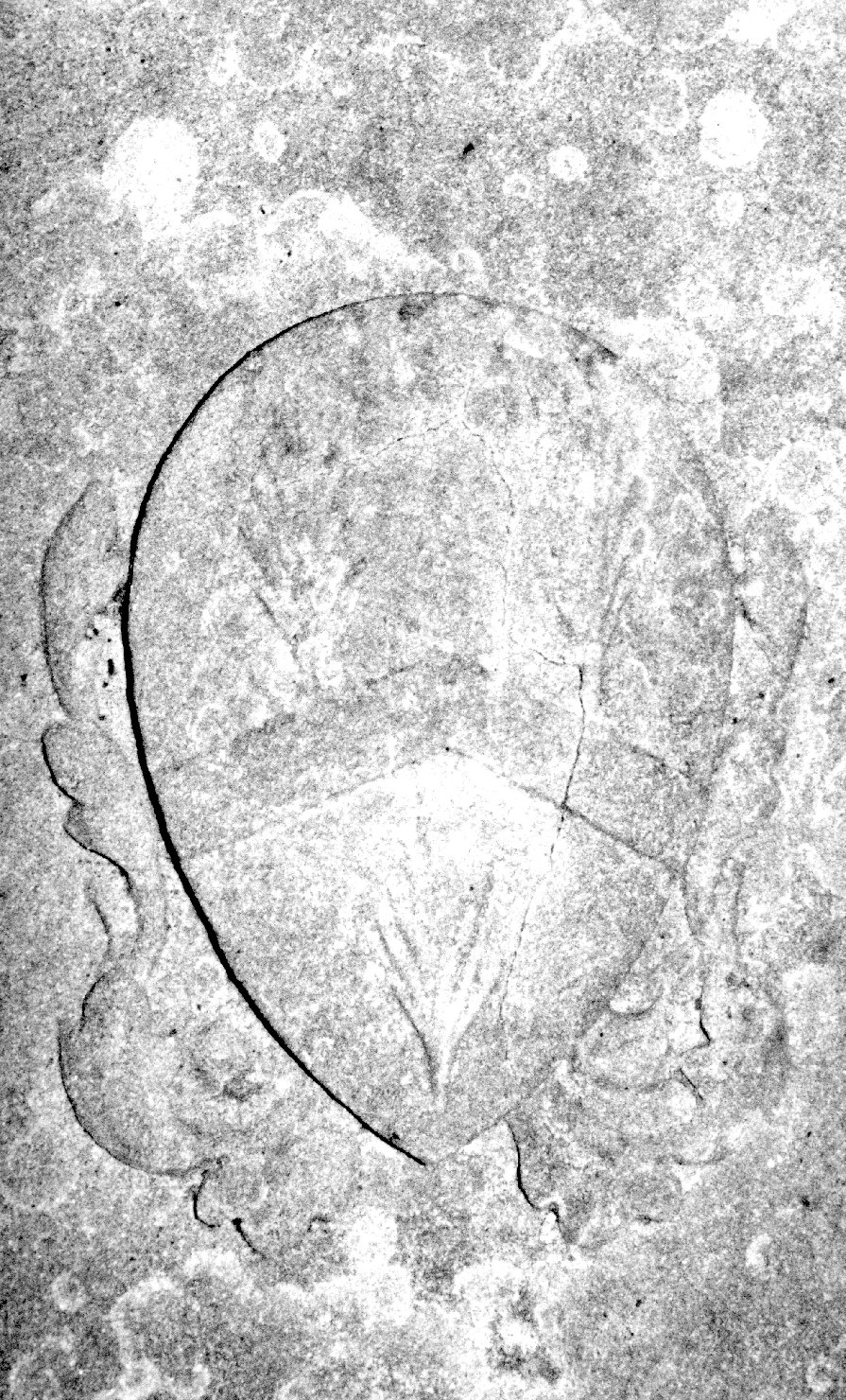 stemma (rilievo, elemento d'insieme) - bottega aretina (secondo quarto sec. XX)