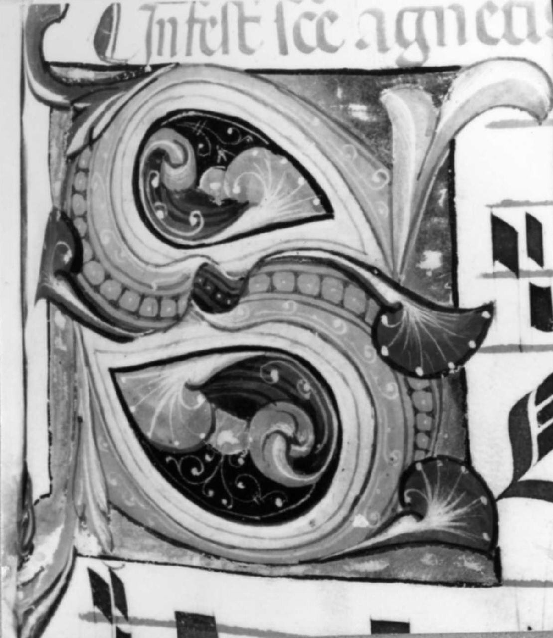 lettera S (miniatura) - ambito fiorentino-pratese (sec. XV)