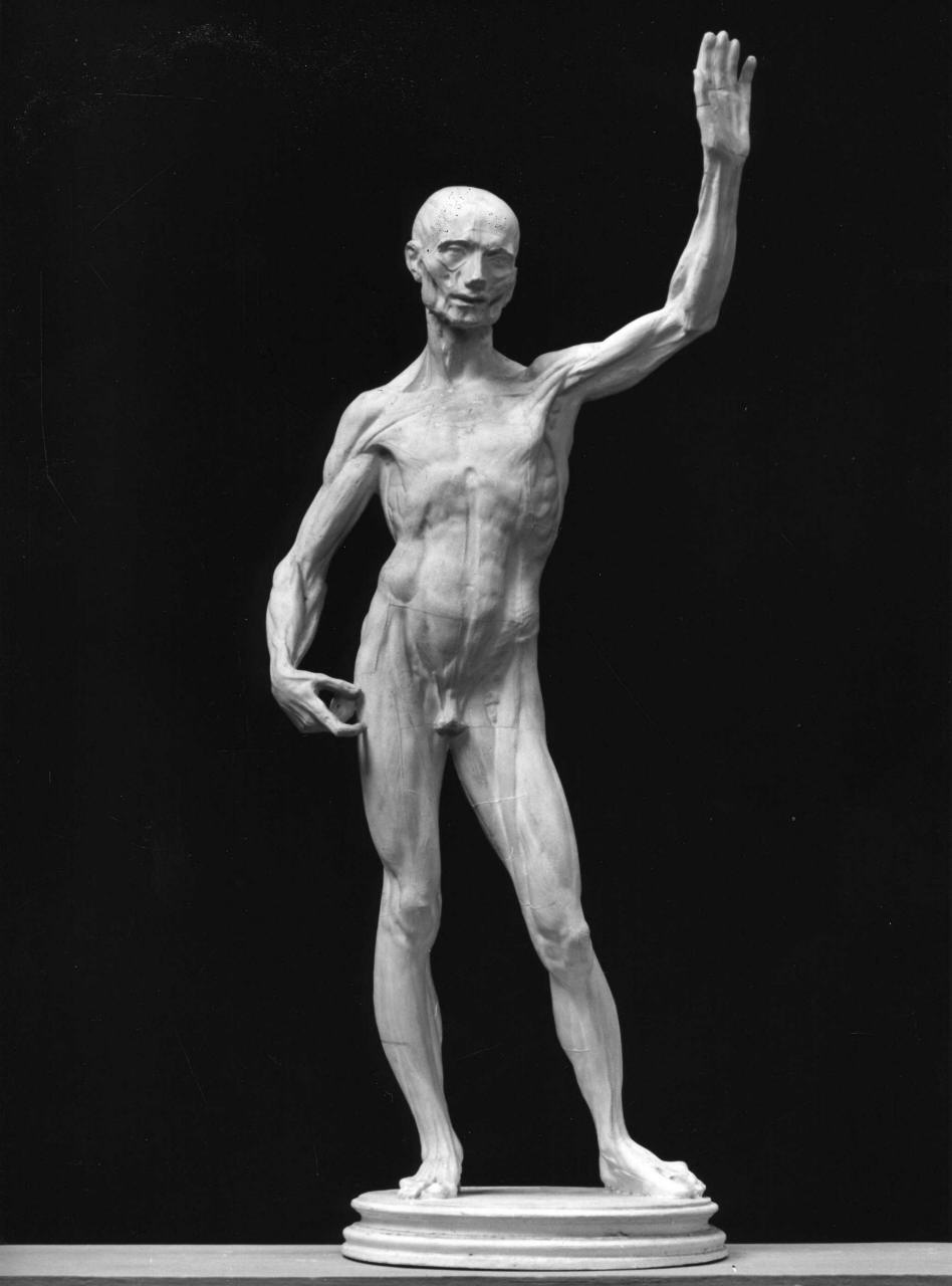 modello di anatomia umana (calco) - ambito fiorentino (sec. XIX)