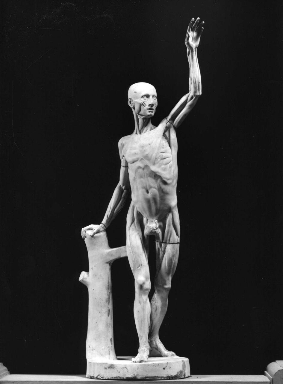 modello di anatomia umana (calco) - ambito fiorentino (sec. XX)