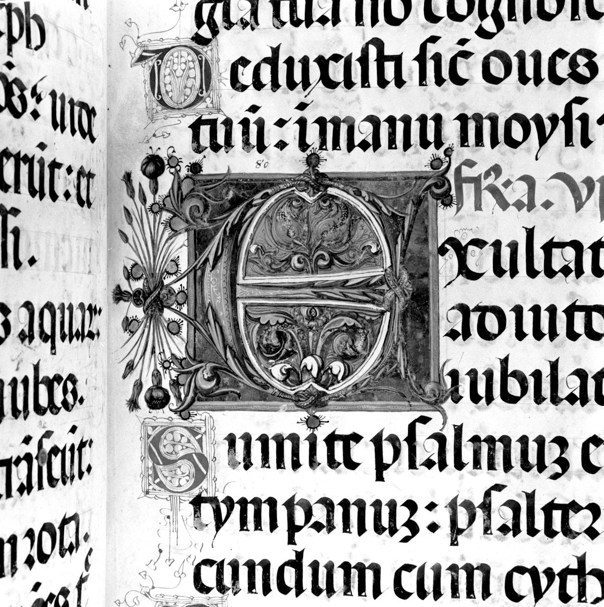 lettera vegetalizzata (miniatura, elemento d'insieme) di Matteo di Giovanni di Bartolo (attribuito) (sec. XV)