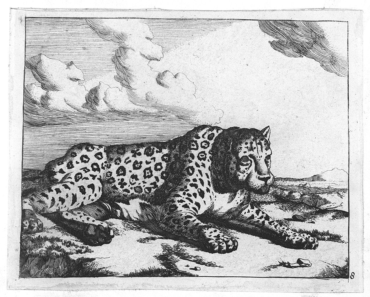 leopardo disteso (stampa tagliata, elemento d'insieme) di Bye Marcus de, Potter Paulus (sec. XVII, sec. XVII)