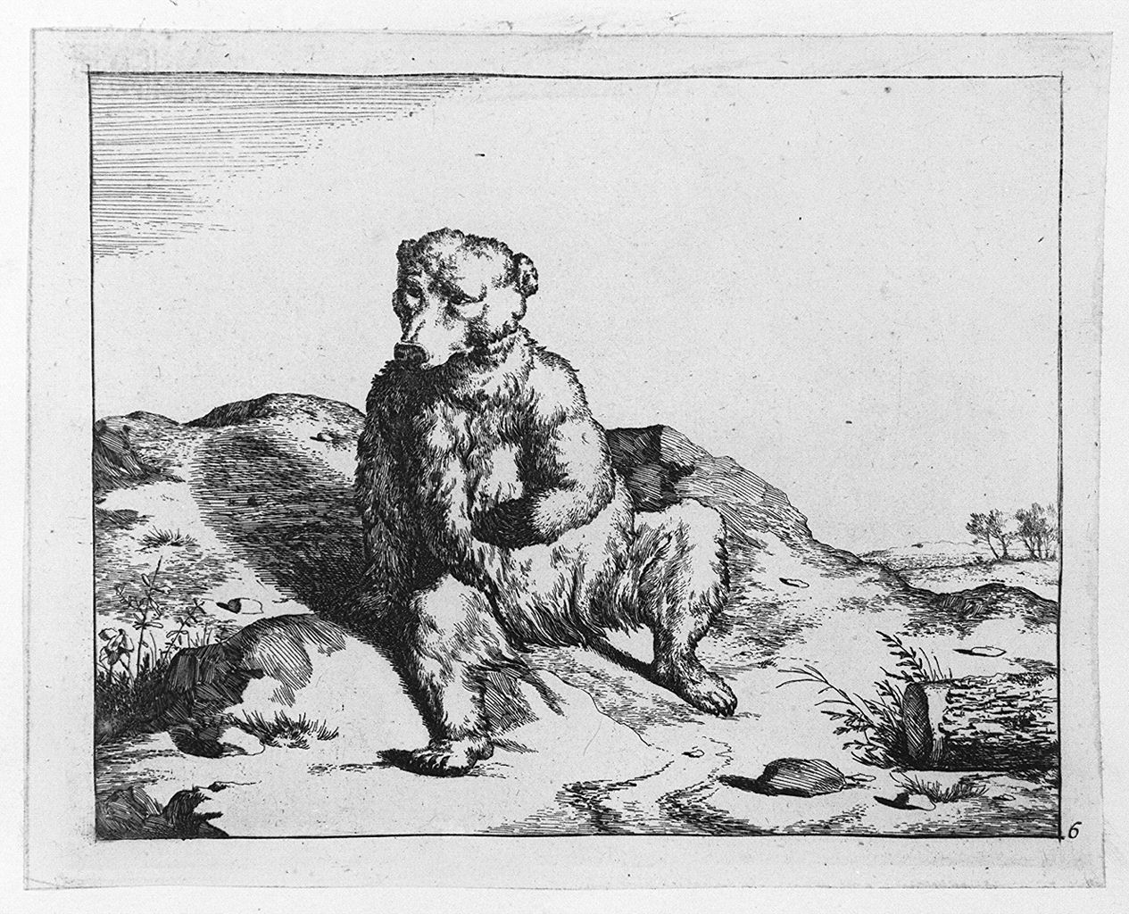 orso visto di fronte (stampa tagliata, elemento d'insieme) di Bye Marcus de, Potter Paulus (sec. XVII)