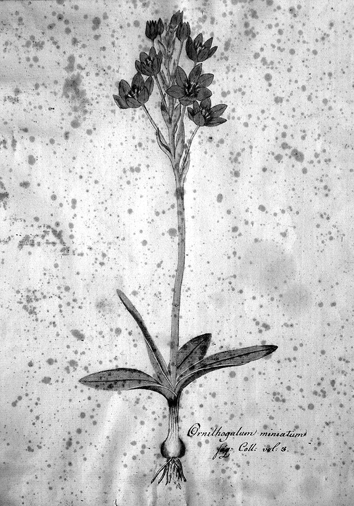 pianta (disegno) - ambito fiorentino (fine sec. XIX)