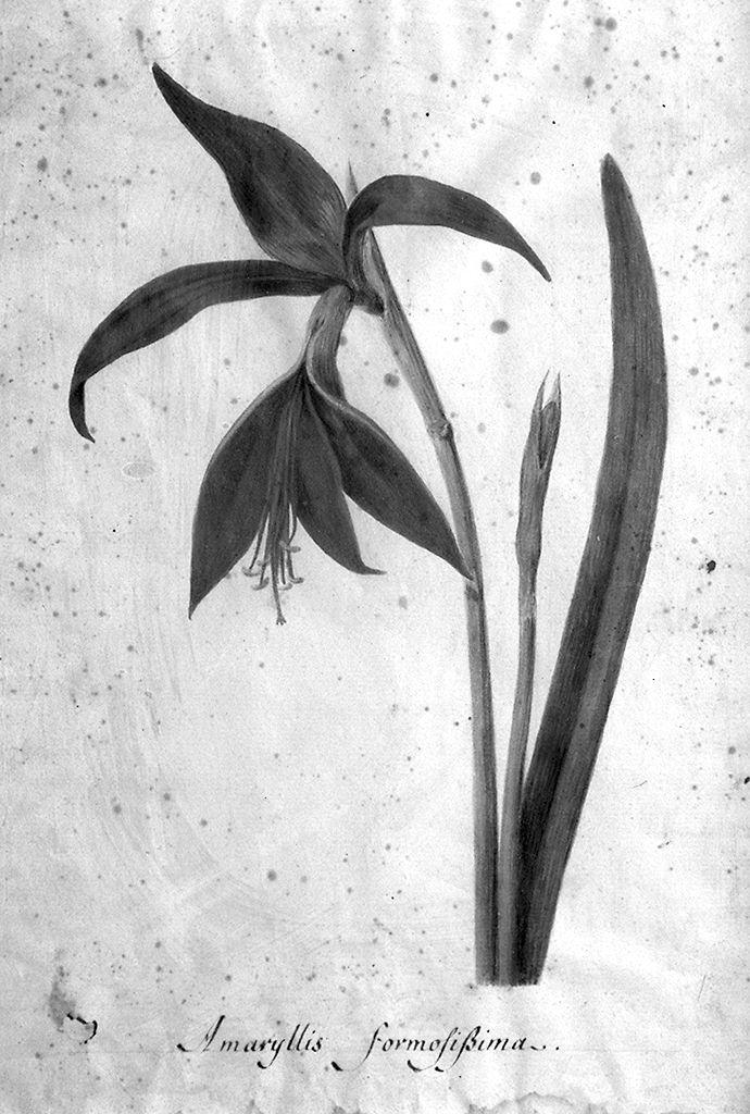 pianta (disegno) - ambito fiorentino (sec. XIX)