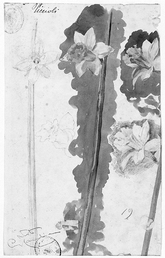 fiori (disegno) di Piccioli Gaetano (sec. XX)