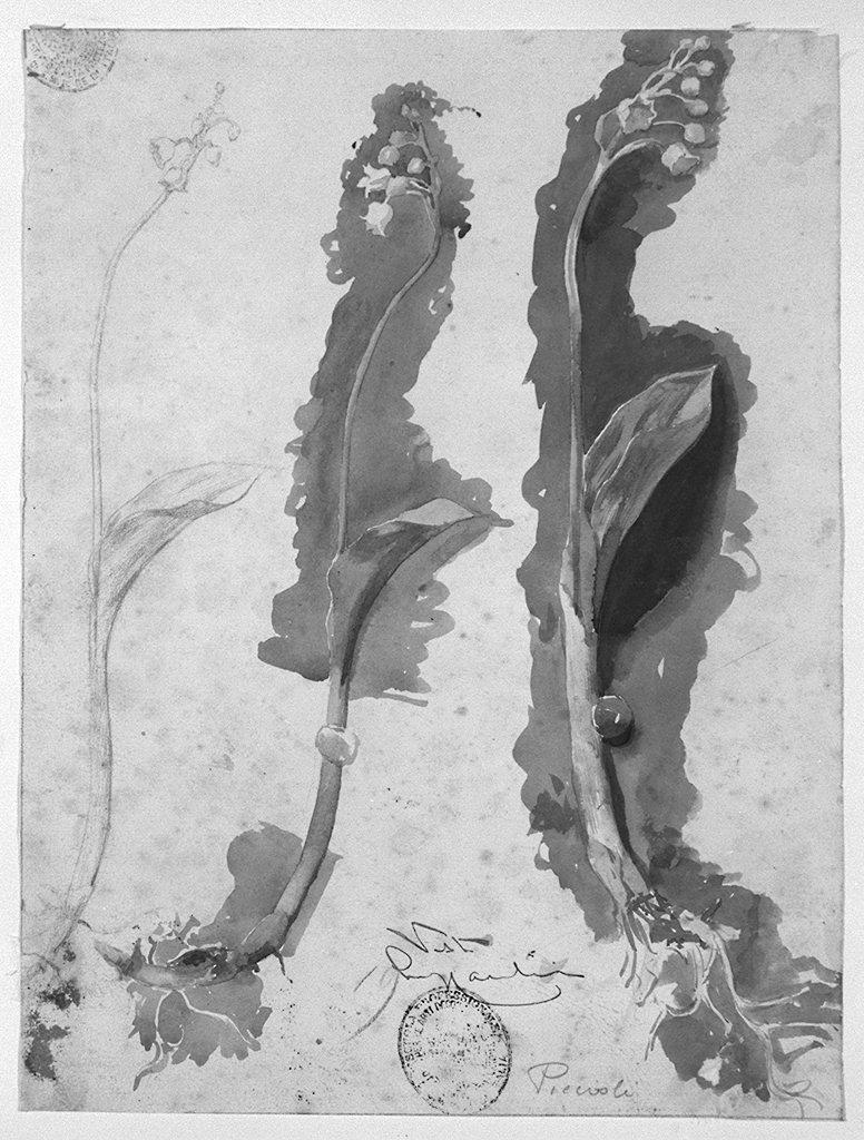 fiori (disegno) di Piccioli Gaetano (sec. XX)