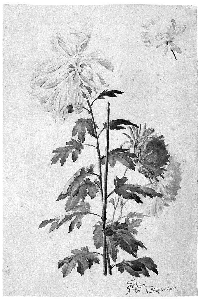 fiore (disegno) di Chiari Guido (sec. XX)