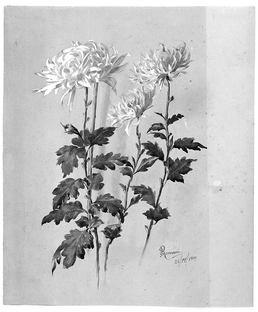 fiori (disegno) di Romani Giorgio (sec. XX)