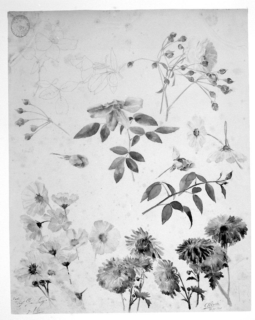 fiori (disegno) di Nuti Marcantonio (sec. XX)