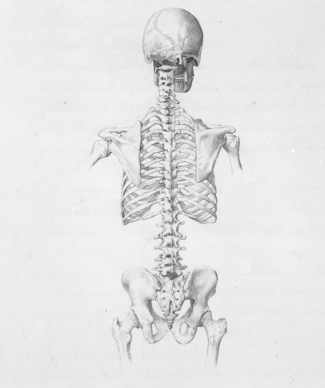 scheletro umano del tronco (disegno, elemento d'insieme) di Nenci Francesco (attribuito) (sec. XIX)