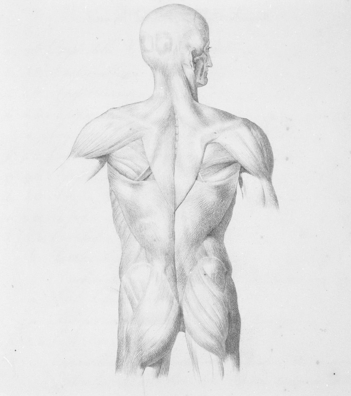 muscolatura del tronco (disegno, elemento d'insieme) di Nenci Francesco (attribuito) (sec. XIX)
