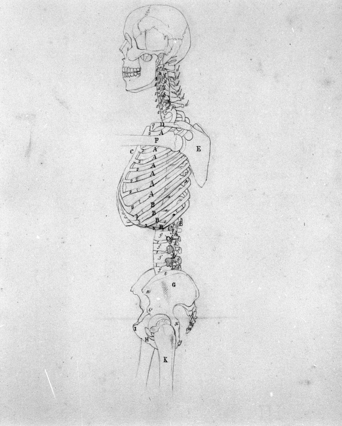 scheletro umano del tronco (disegno, elemento d'insieme) di Nenci Francesco (attribuito) (sec. XIX)