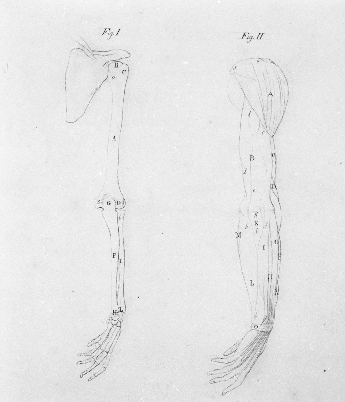 ossatura e muscolatura del braccio viste da tergo (disegno, elemento d'insieme) di Nenci Francesco (attribuito) (sec. XIX)
