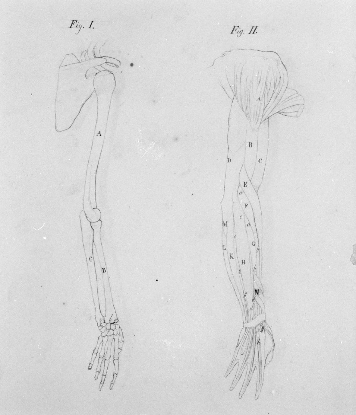 ossatura e muscolatura del braccio viste di lato (disegno, elemento d'insieme) di Nenci Francesco (attribuito) (sec. XIX)