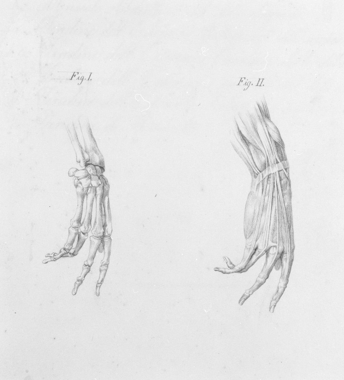 ossatura e muscolatura della mano viste di lato (disegno, elemento d'insieme) di Nenci Francesco (attribuito) (sec. XIX)