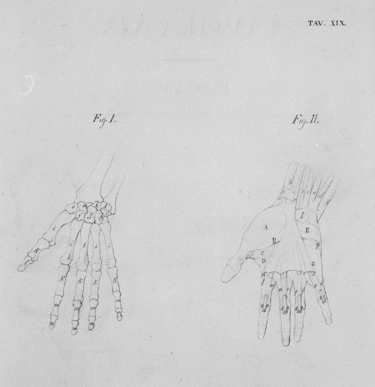 ossatura e muscolatura del palmo della mano (disegno, elemento d'insieme) di Nenci Francesco (attribuito) (sec. XIX)