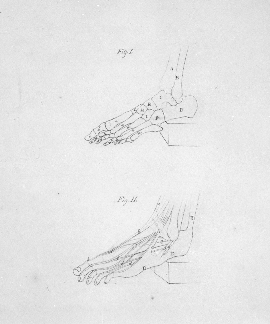 ossatura e muscolatura del piede viste dalla parte esterna (disegno, elemento d'insieme) di Nenci Francesco (attribuito) (sec. XIX)