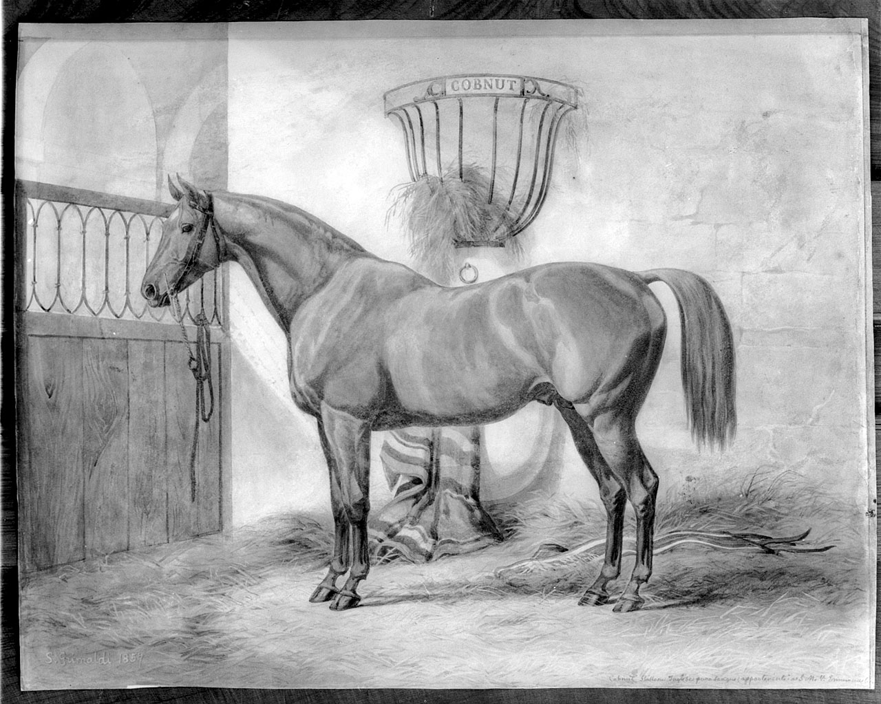 cavalli e cavalieri arabi (stampa colorata a mano) di Nesswan (seconda metà sec. XIX)