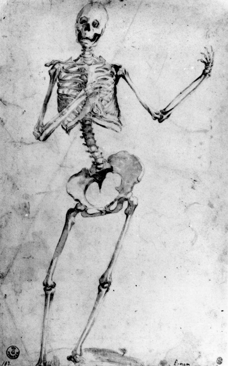 scheletro (disegno) di Barbatelli Bernardino detto Poccetti (attribuito) (sec. XVI)