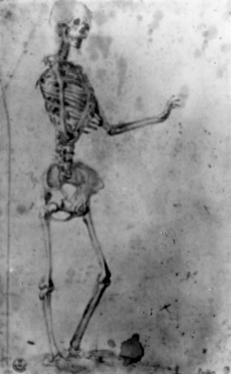 scheletro (disegno) di Barbatelli Bernardino detto Poccetti (attribuito) (sec. XVI)