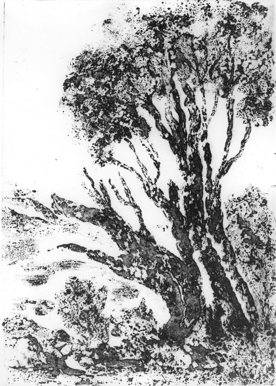 L'albero, paesaggio con albero (stampa) di Neri Pina (sec. XX)