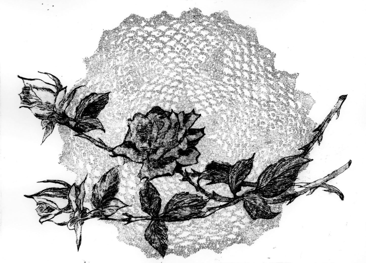 Rosa con centrino, rose (stampa a colori) di Neri Pina (sec. XX, sec. XX)