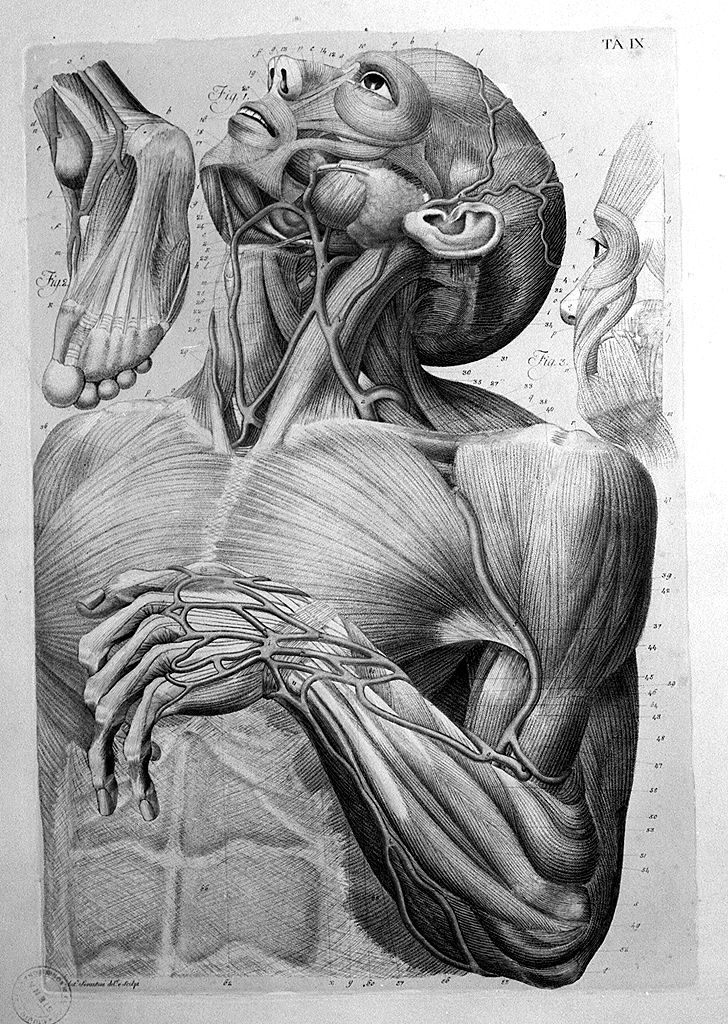 muscolatura con vasi sanguigni della testa e del torace (stampa a colori, elemento d'insieme) di Serantoni Antonio (sec. XIX)