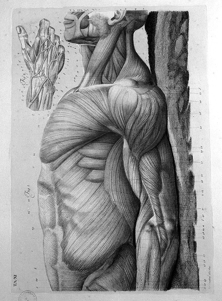 muscolatura laterale del tronco (stampa a colori, elemento d'insieme) di Serantoni Antonio (sec. XIX)