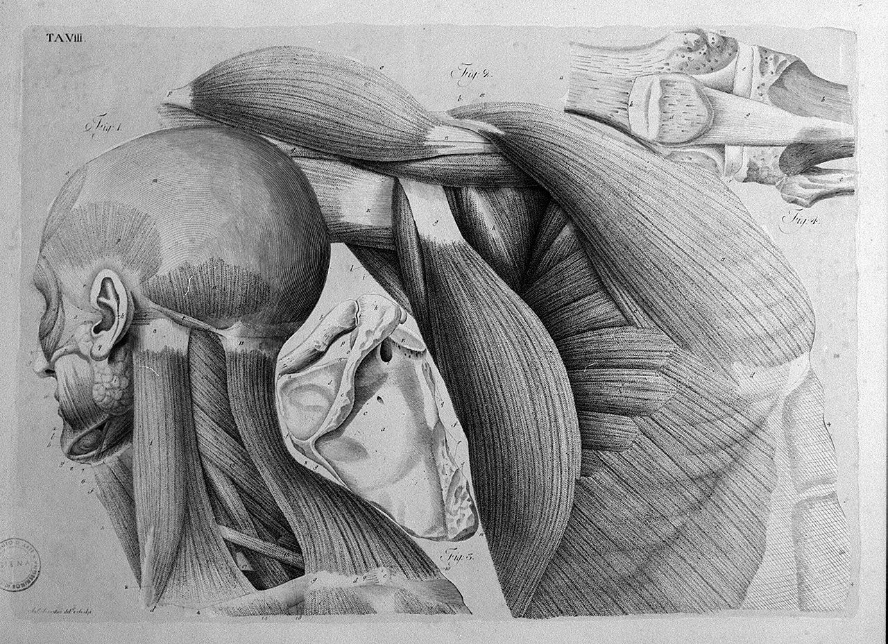 muscolatura del collo e dell'ascella (stampa a colori, elemento d'insieme) di Serantoni Antonio (sec. XIX)
