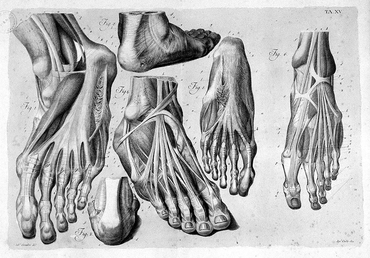muscolatura e legamenti del piede (stampa a colori, elemento d'insieme) di Costa Agostino, Serantoni Antonio (sec. XIX)