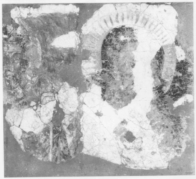 Teste di santi (dipinto, frammento) - ambito veneto (sec. XIV)