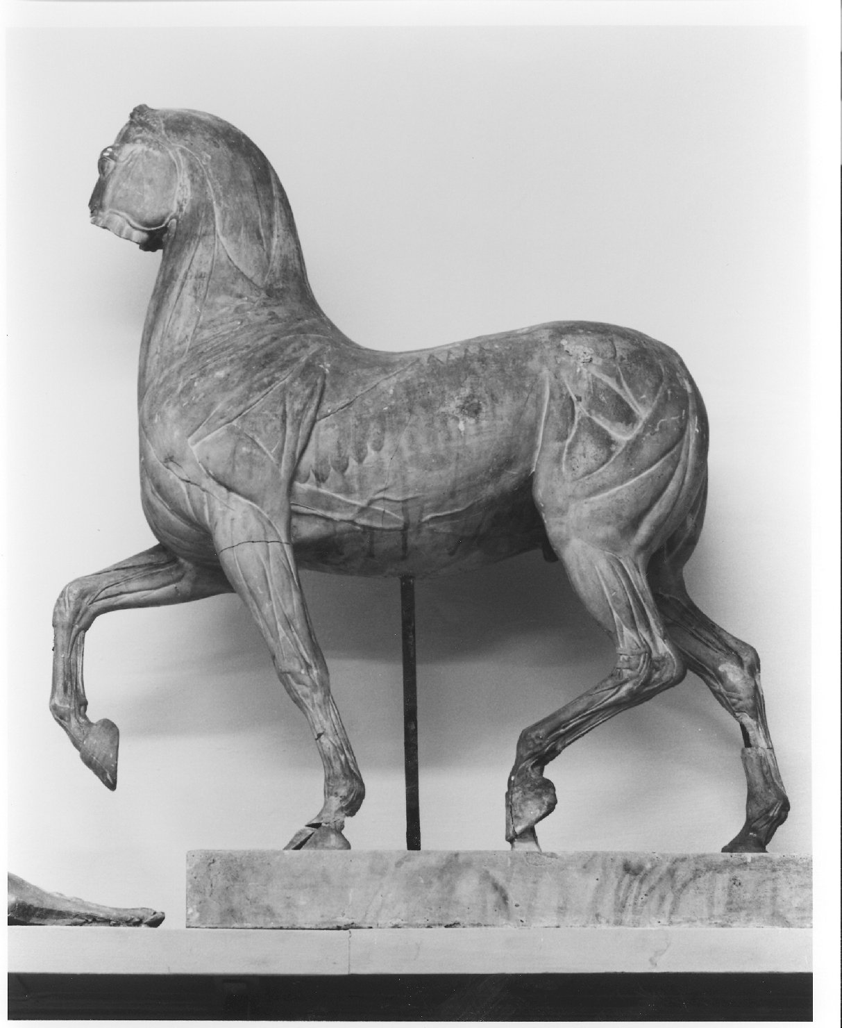 anatomia del cavallo, cavallo (statua, opera isolata) di Jean de Boulogne detto Giambologna (secc. XVI/ XVII)