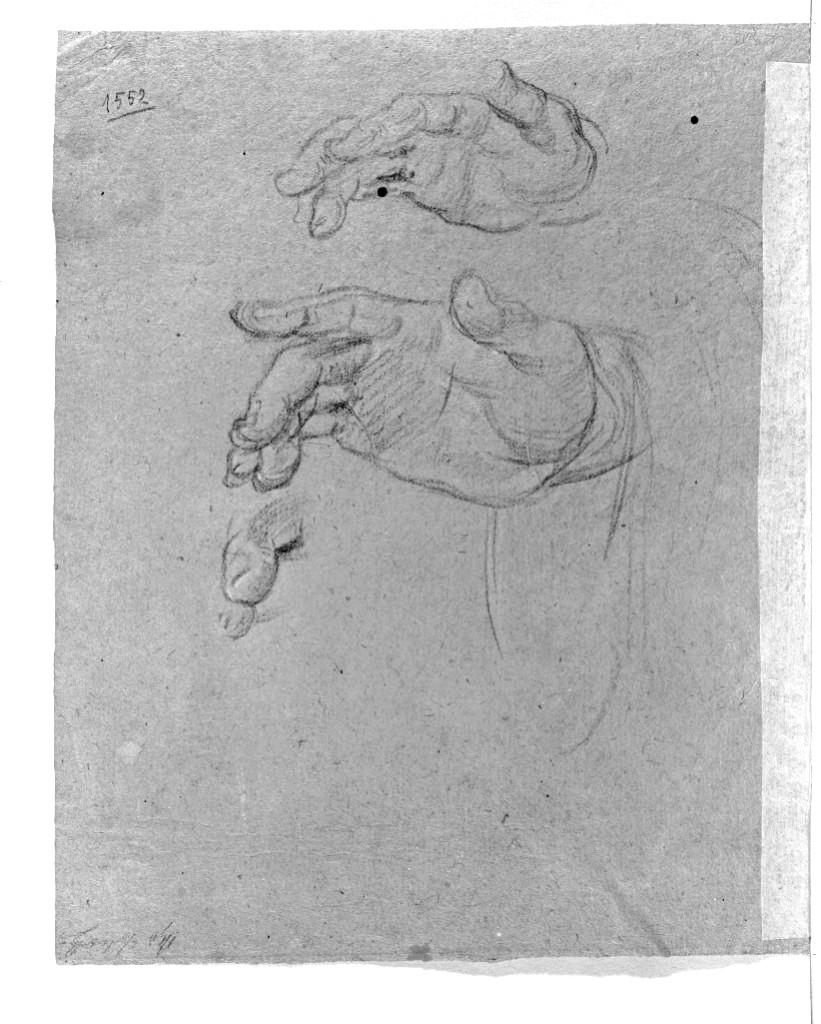 studio di parti anatomiche (disegno, elemento d'insieme) di Viani Domenico Maria (attribuito) (secc. XVII/ XVIII)