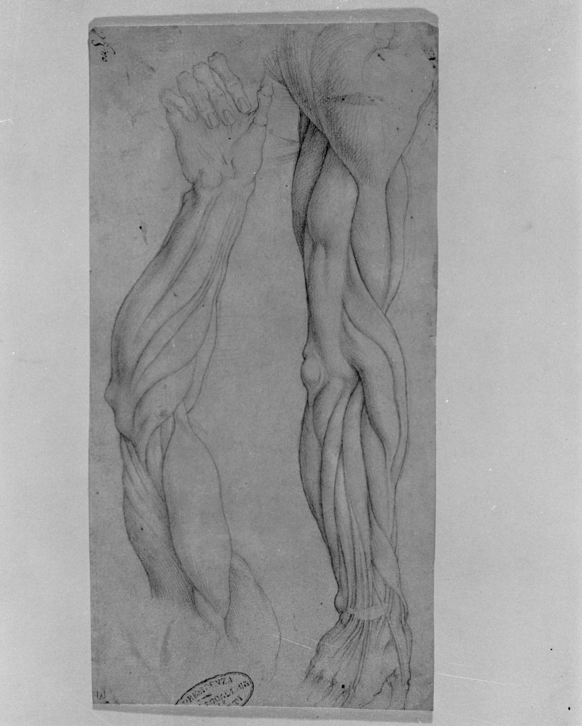 studio di parti anatomiche (disegno, opera isolata) - ambito italiano (fine/inizio secc. XVI/ XVII)