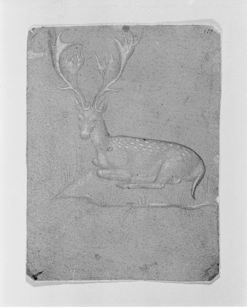 Cervo accovacciato, animali (disegno, opera isolata) - ambito lombardo (inizio sec. XV)