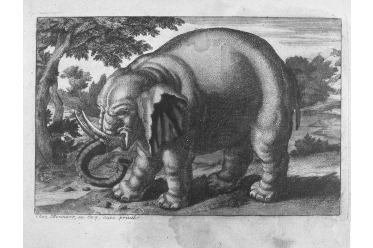 Paesaggio con elefante (stampa colorata a mano) - ambito francese (seconda metà sec. XVIII)