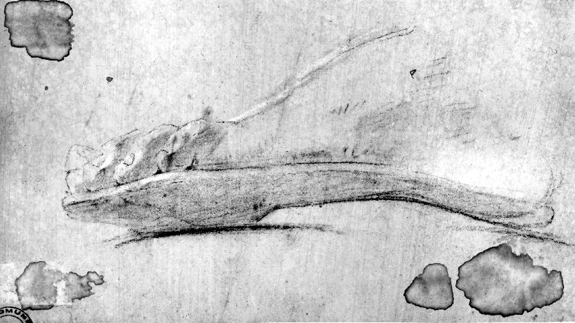 studio di piede con sandalo (disegno) di De Napoli Michele (attribuito) (sec. XIX)