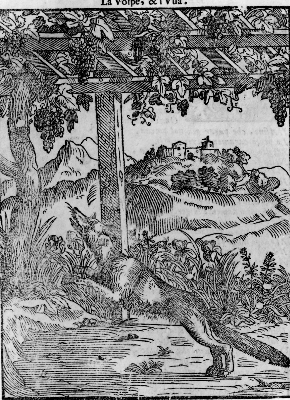 favola della volpe e l'uva (stampa smarginata, serie) di Verdizotti Giovanni Mario (sec. XVI)