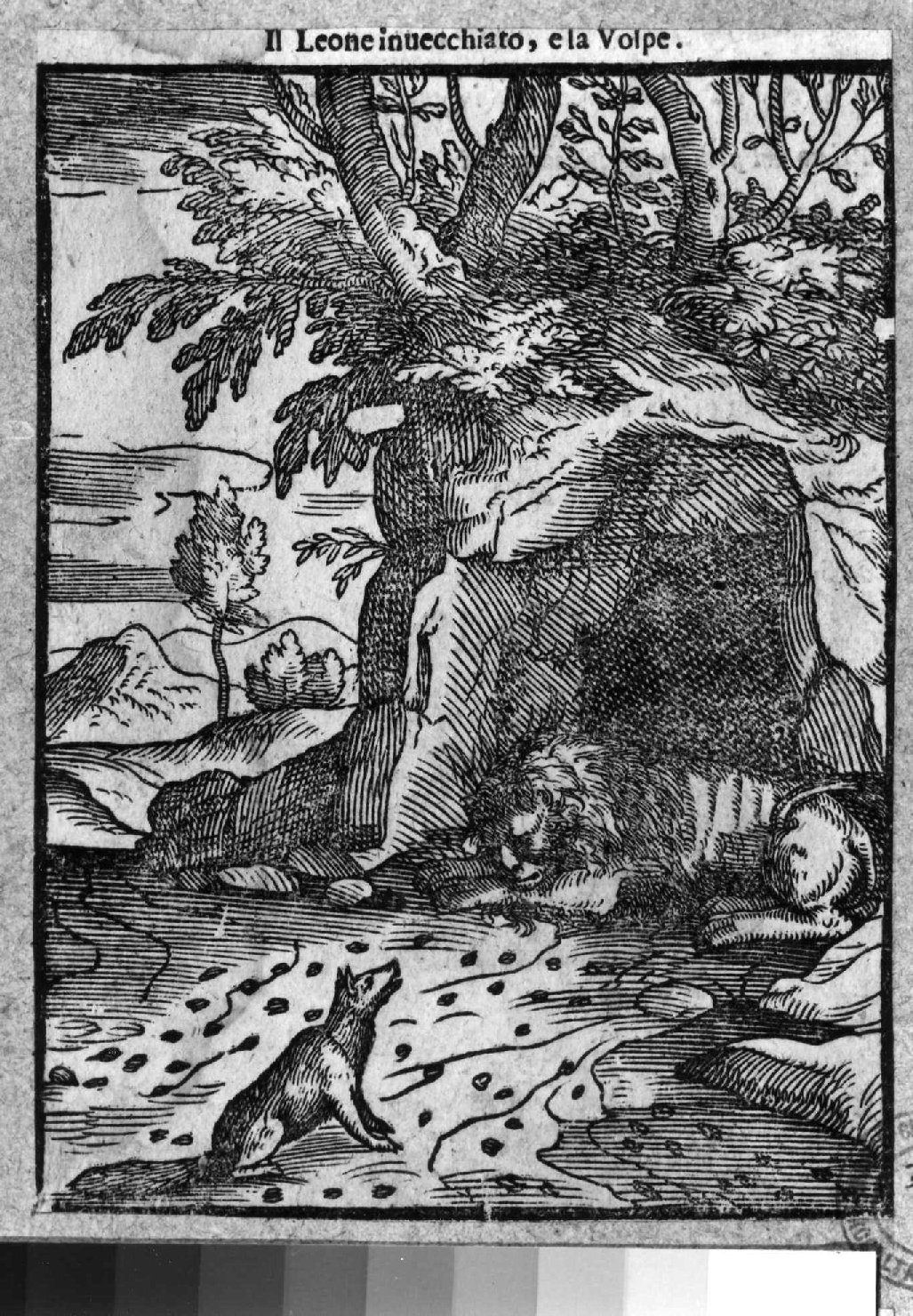 favola del gatto e il gallo (stampa smarginata, serie) di Verdizotti Giovanni Mario (sec. XVI)