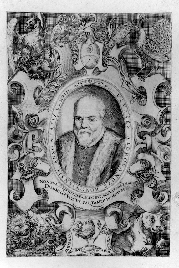 ritratto di Ulisse Aldrovandi (stampa smarginata, stampa composita) di Carracci Agostino (sec. XVII)