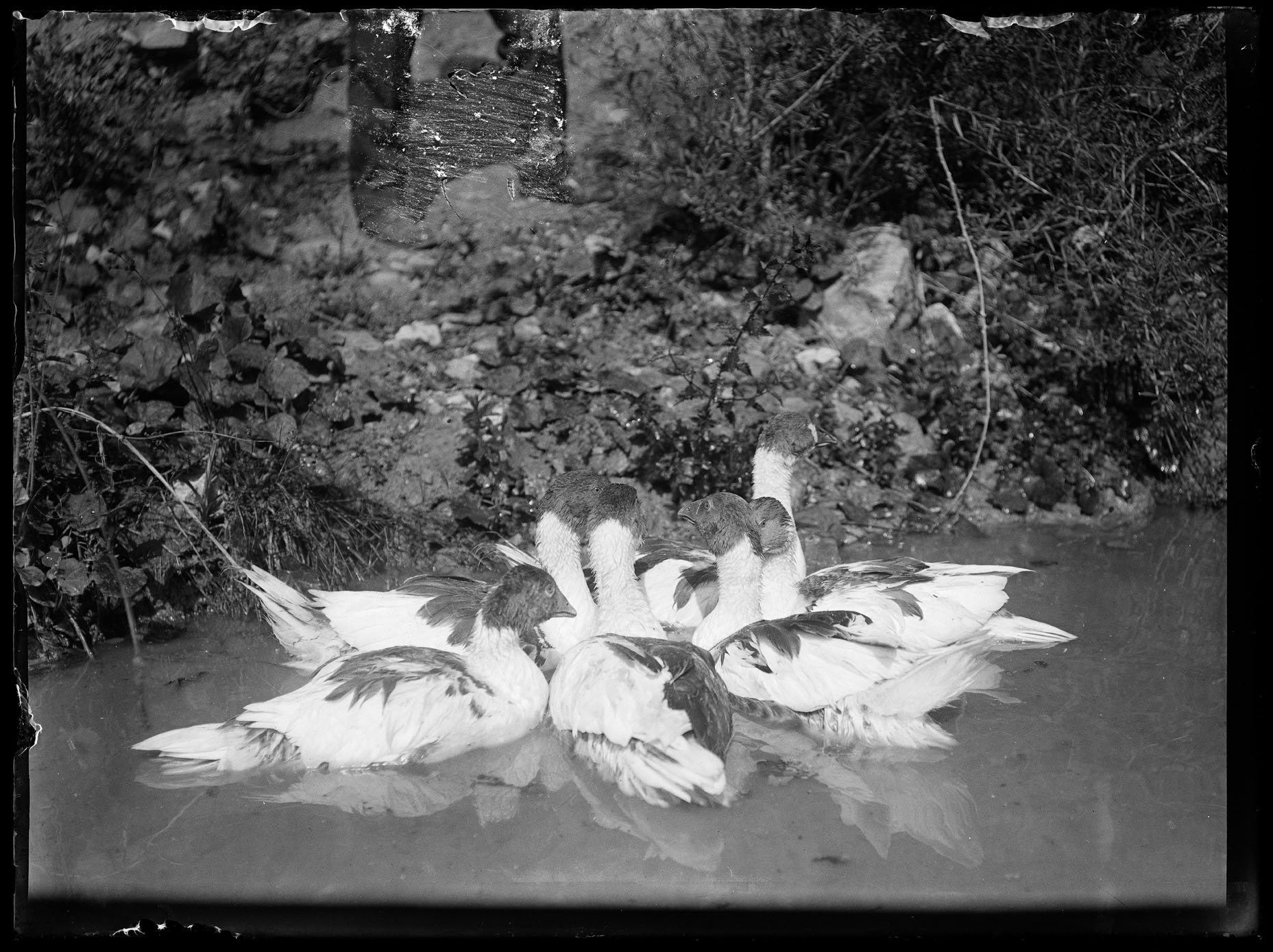 L1843 (negativo) di studio di vetrate artistiche Moretti-Caselli (fine/ inizio XX/ XXI)