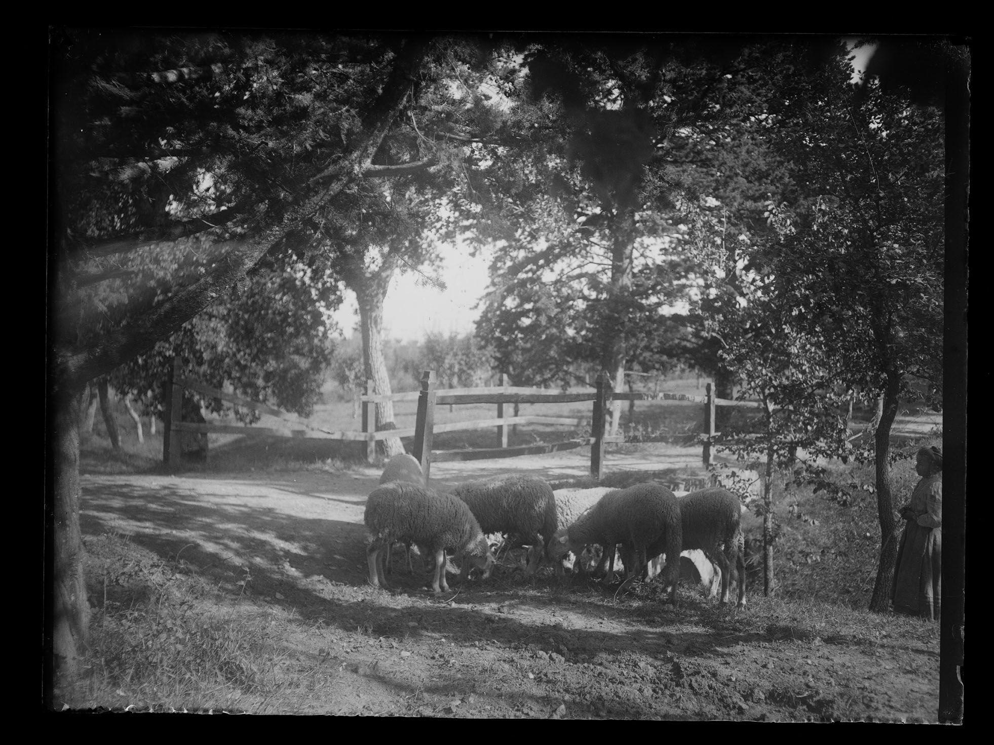 L2026 (negativo) di studio di vetrate artistiche Moretti-Caselli (fine/ inizio XX/ XXI)