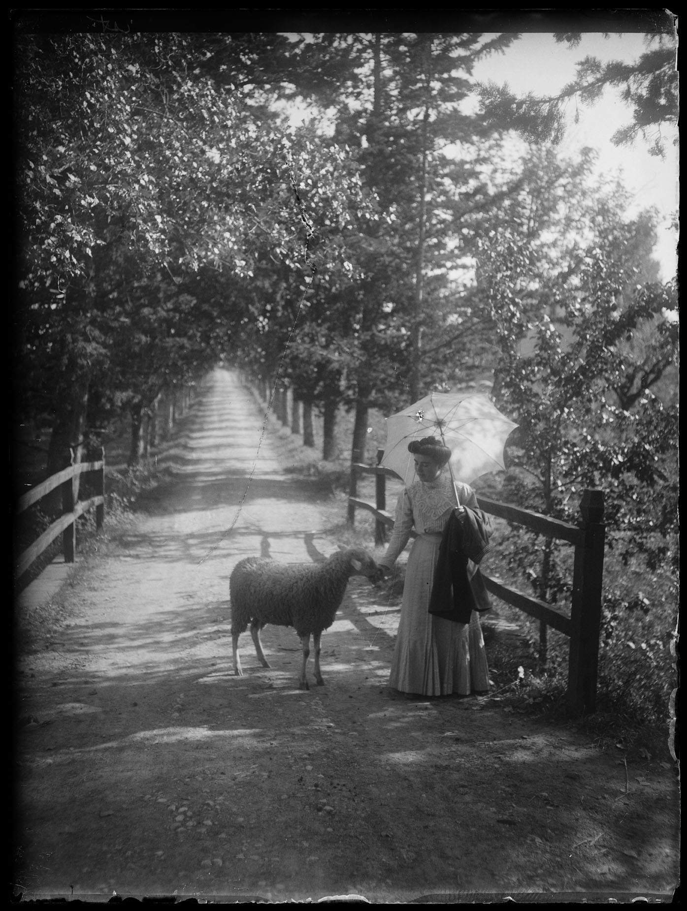 L2008 (negativo) di studio di vetrate artistiche Moretti-Caselli (fine/ inizio XX/ XXI)