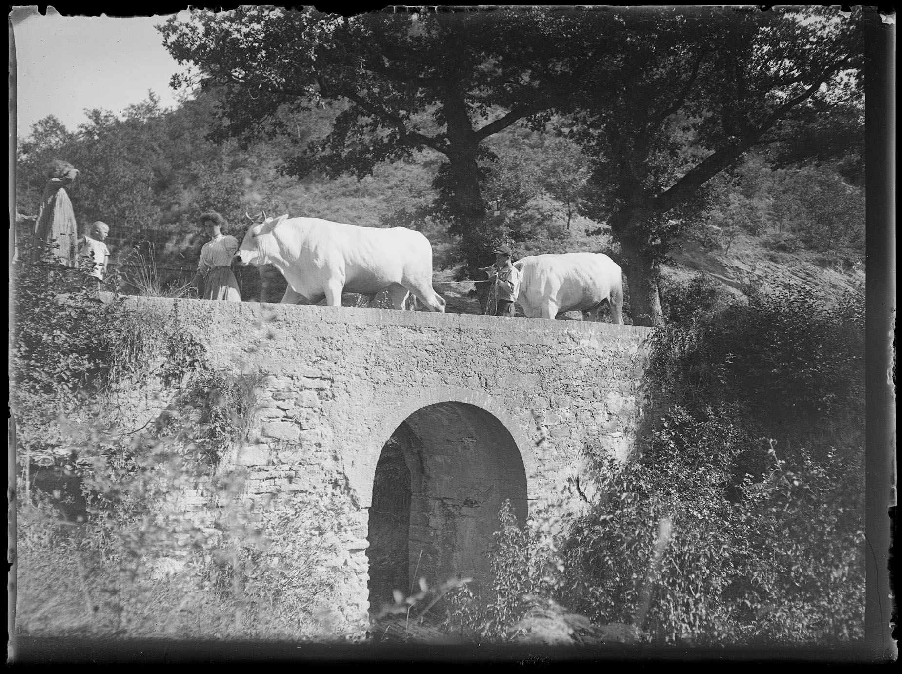 L2027 (negativo) di studio di vetrate artistiche Moretti-Caselli (fine/ inizio XX/ XXI)