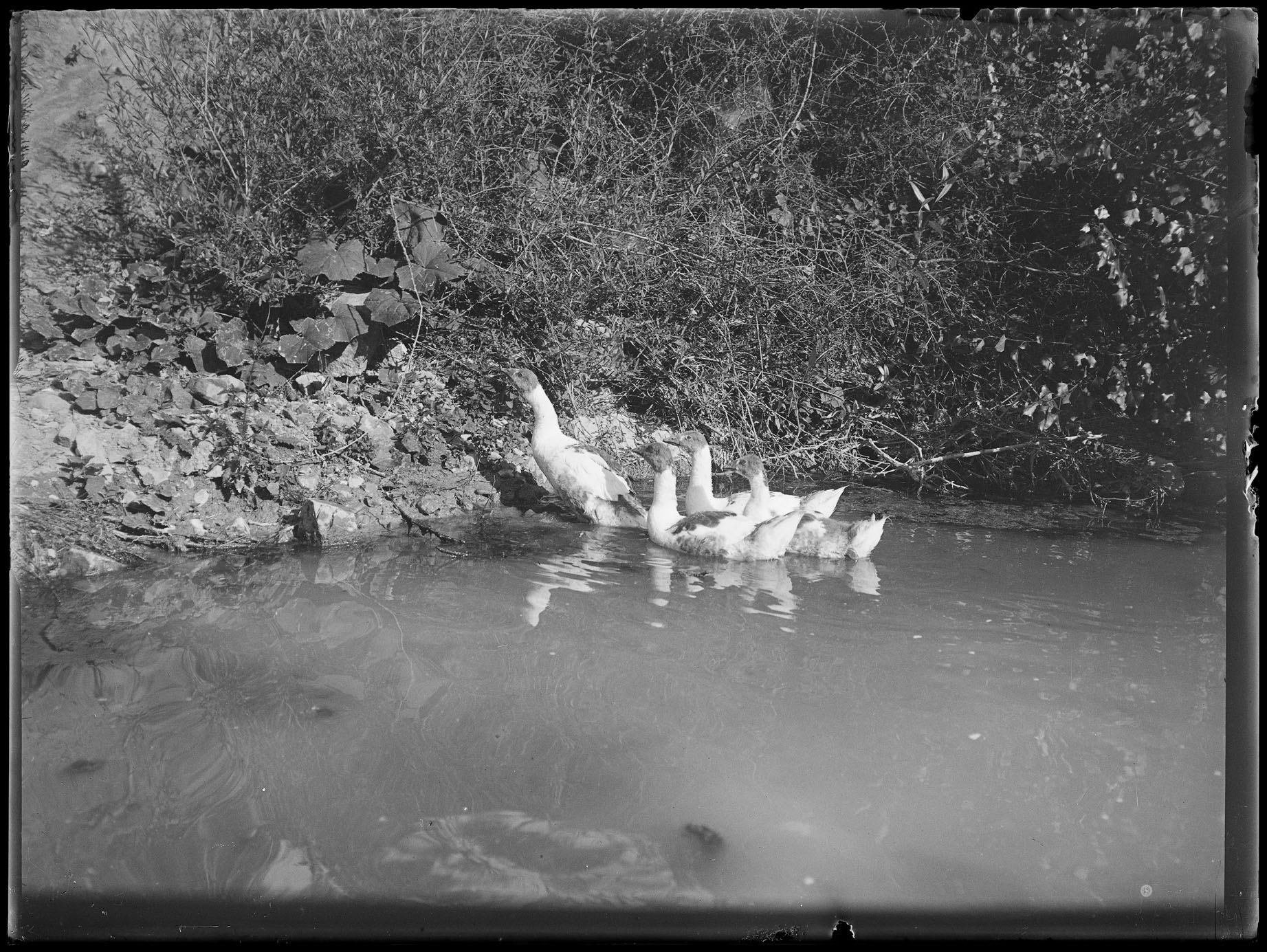 L1844 (negativo) di studio di vetrate artistiche Moretti-Caselli (fine/ inizio XX/ XXI)