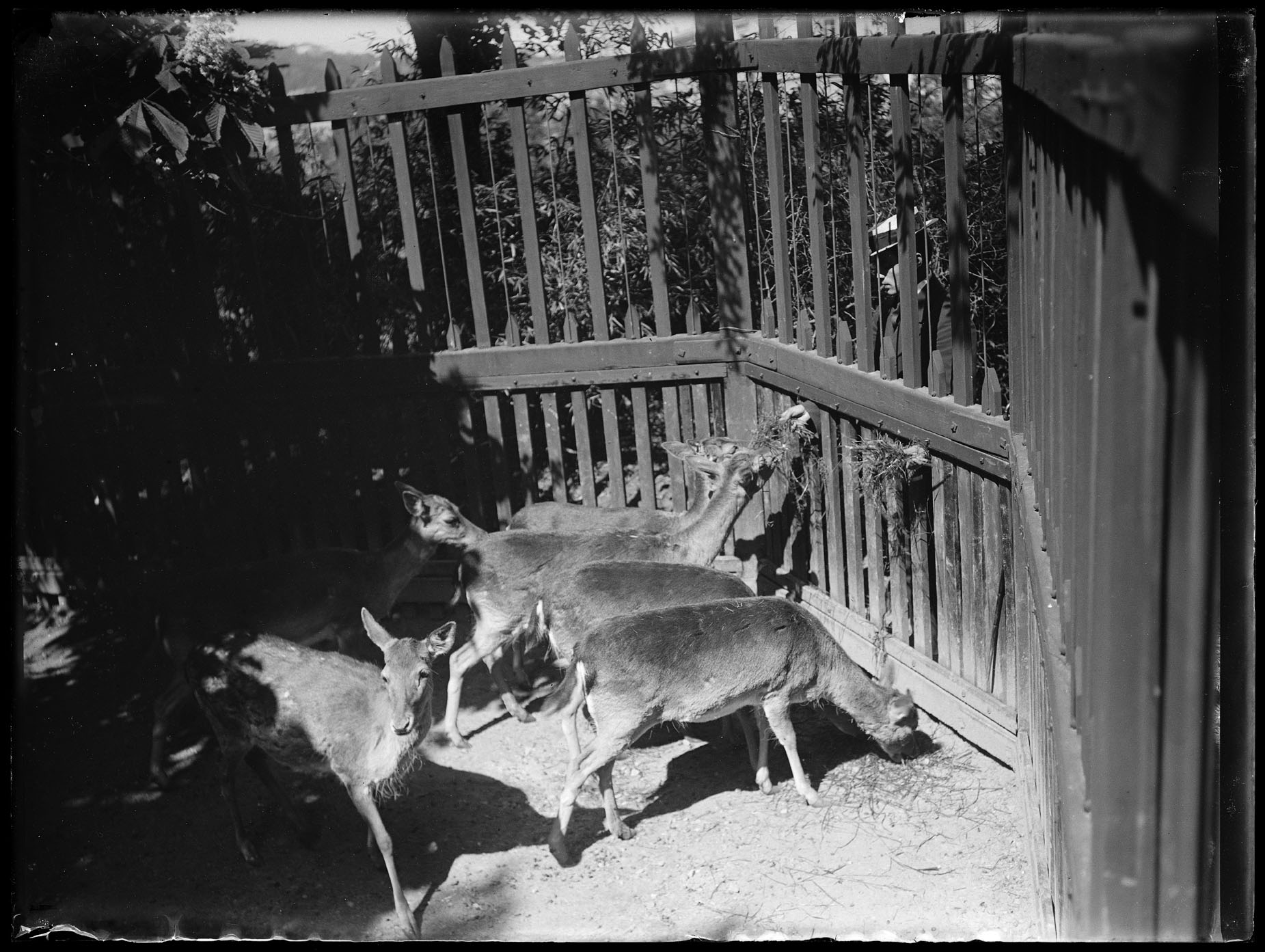 L2031 (negativo) di studio di vetrate artistiche Moretti-Caselli (fine/ inizio XX/ XXI)