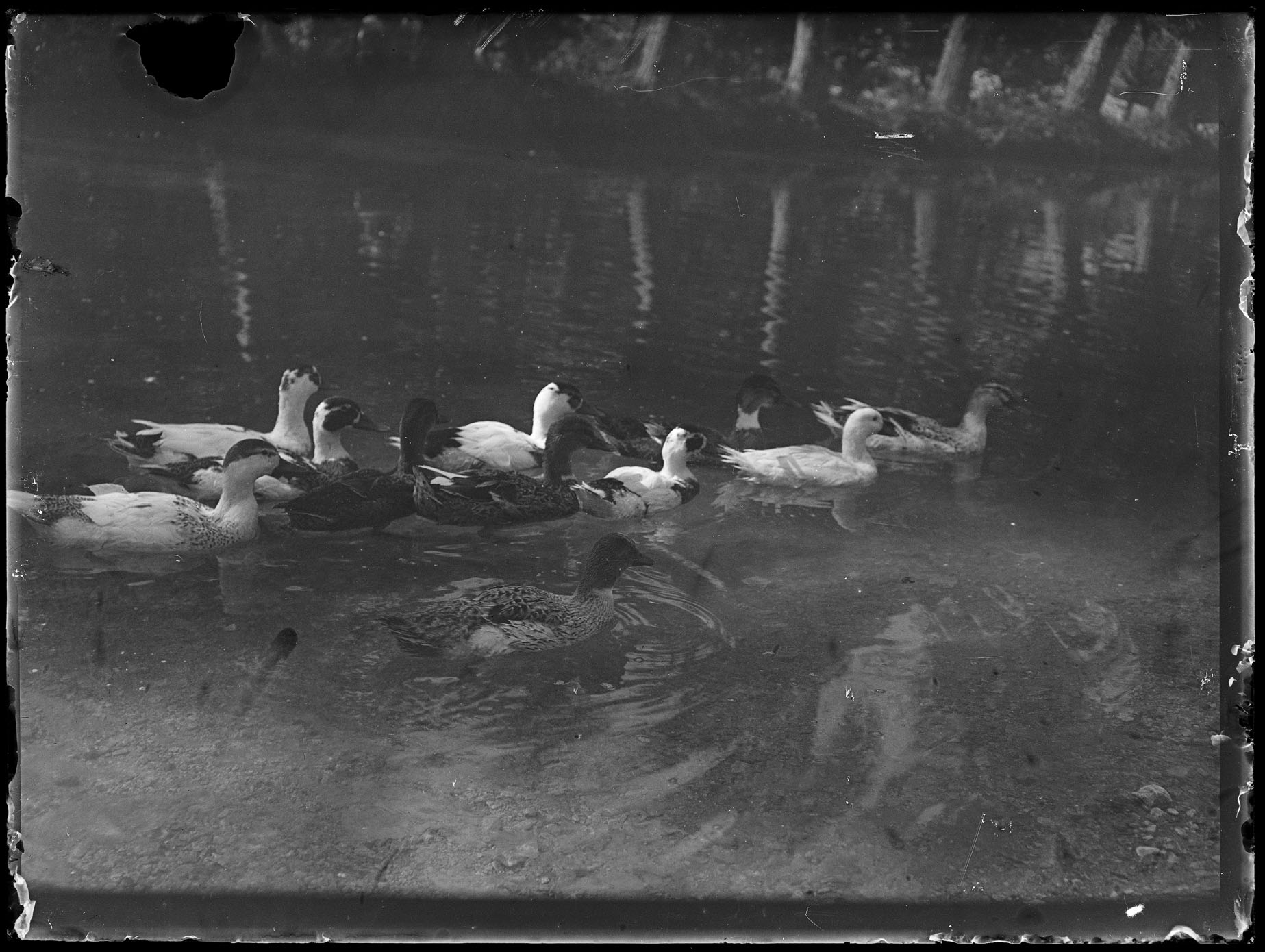 L1842 (negativo) di studio di vetrate artistiche Moretti-Caselli (fine/ inizio XX/ XXI)